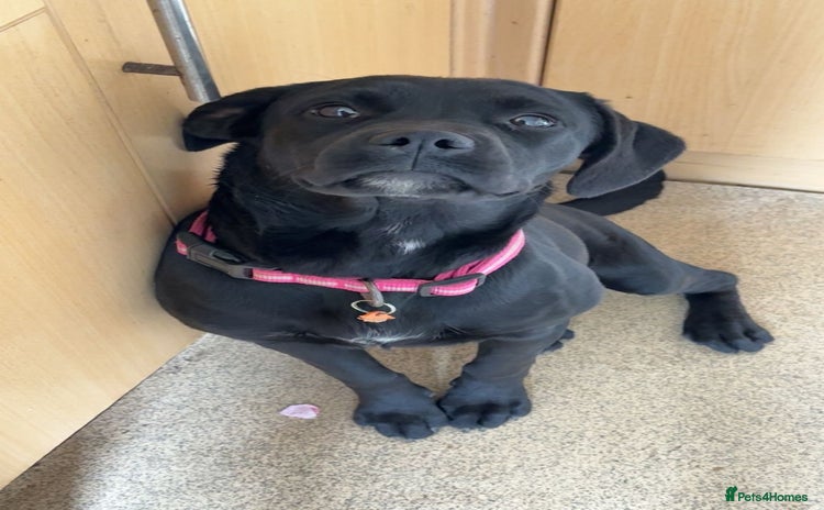 Mixed Breed dogs - Advert 1