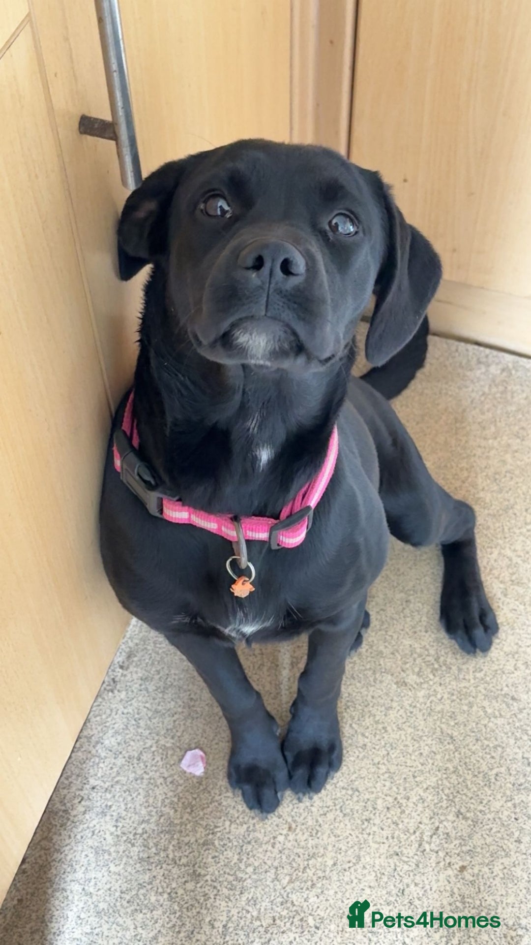 Mixed Breed dogs for sale: 6 month old poppy looking for a forever home  - Image 1