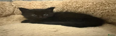 Maine Coon Kitten 4