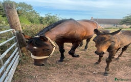 English Thoroughbred horses for sale: Fantastic thoroughbred broodmare - Image 6