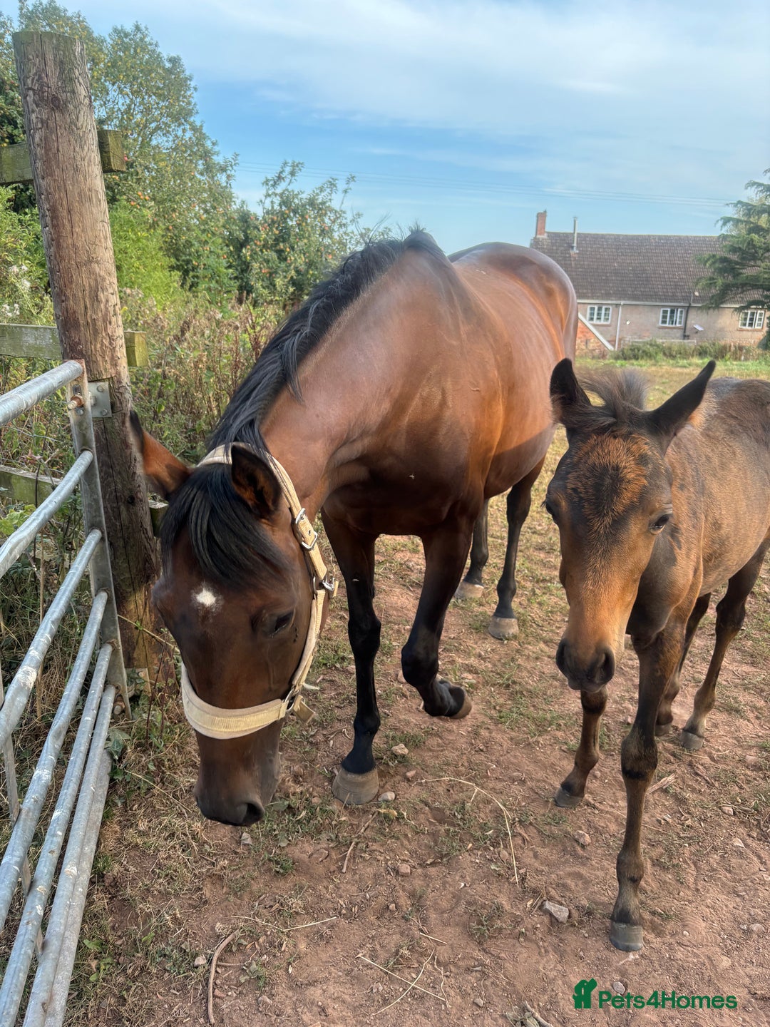 English Thoroughbred horses for sale: Fantastic thoroughbred broodmare - Image 6