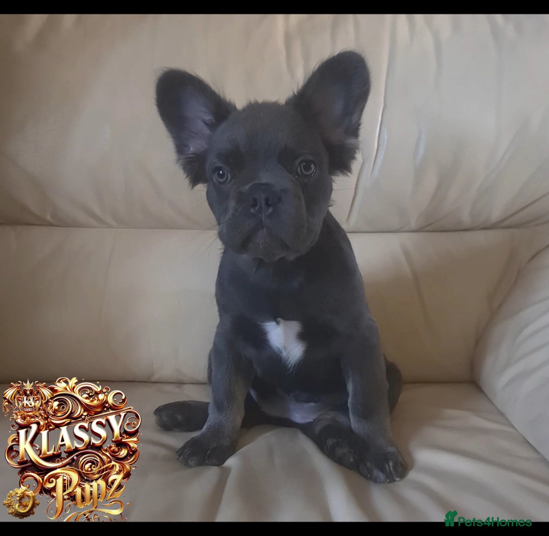 French Bulldog dogs for sale: KLASSY BULLZ KENNELS - KLASSY PUPZ ✨️ in Beckenham - Image 9