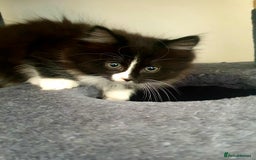 Persian cats for sale: Persian Kittens  - Image 2