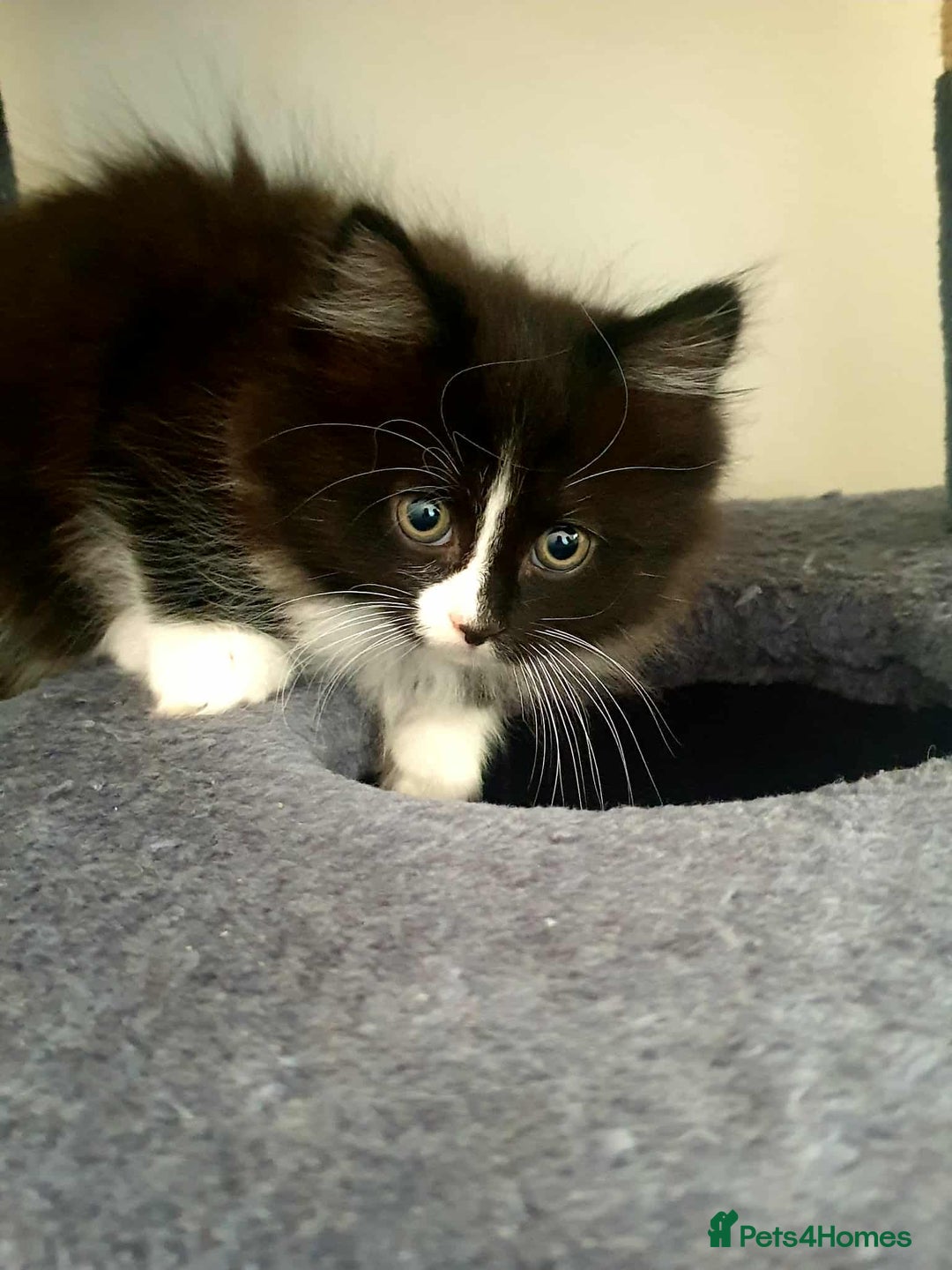 Persian cats for sale: Persian Kittens  - Image 2