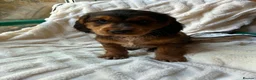 Cocker Spaniel dogs for sale: 9 Gorgeous Cocker Spaniel Puppies For Sale! - Advert 24