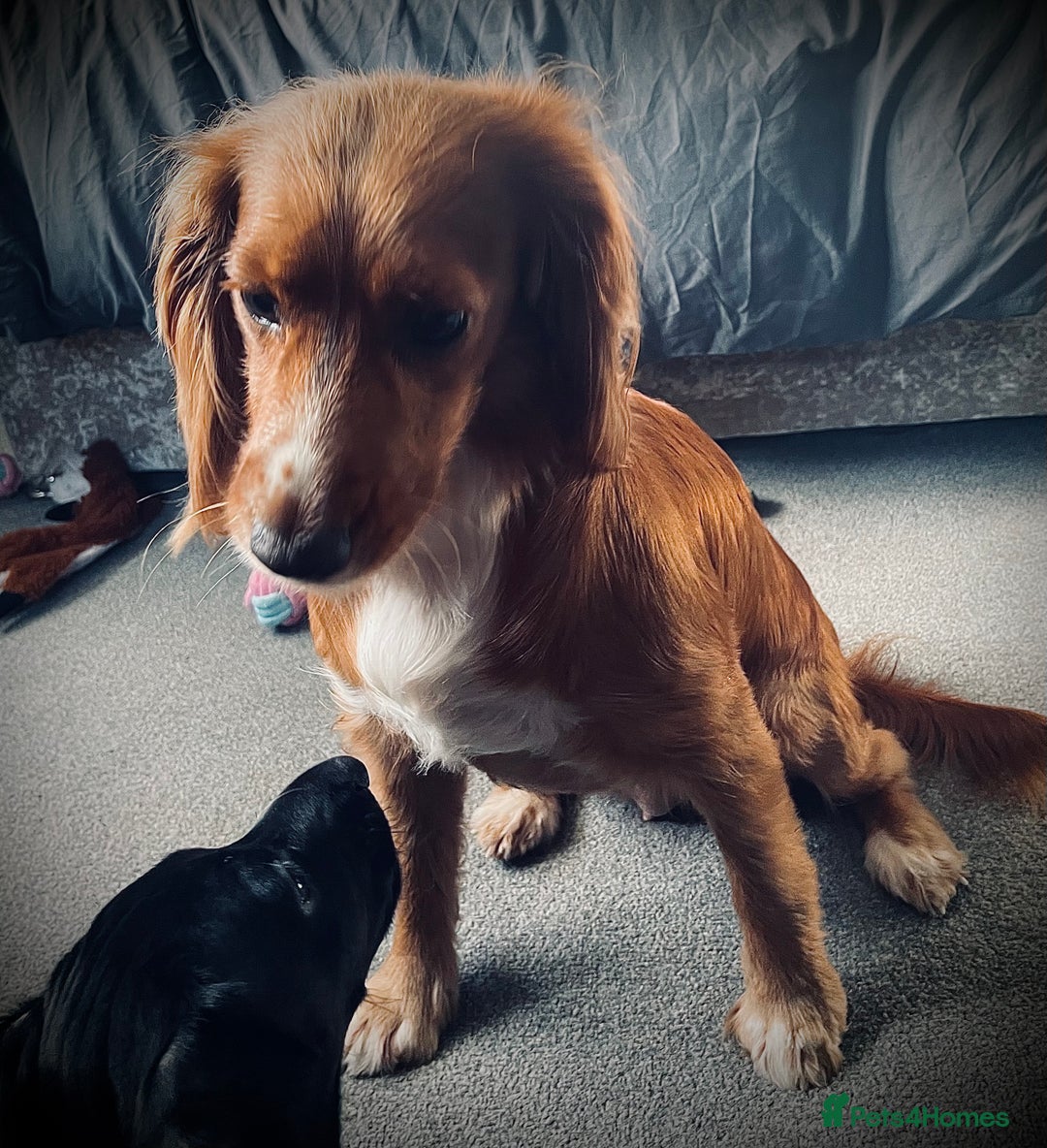 Mixed Breed dogs for sale: Black puppy with white strip on chest  - Image 9