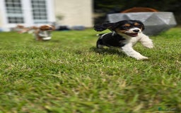 Cavalier King Charles Spaniel dogs for sale: Cavalier King Charles Puppies  - Image 14
