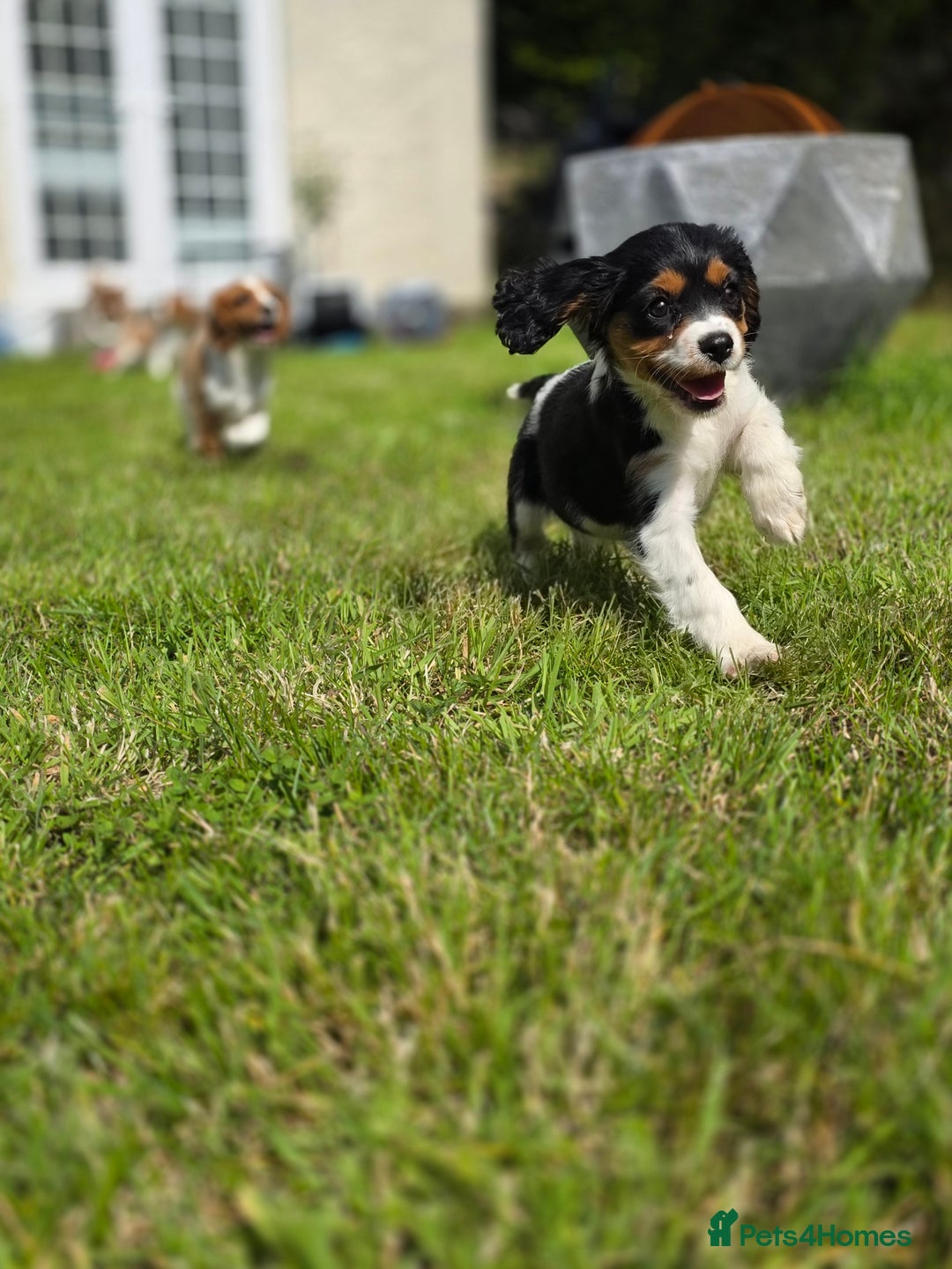Cavalier King Charles Spaniel dogs for sale: Cavalier King Charles Puppies  - Image 14
