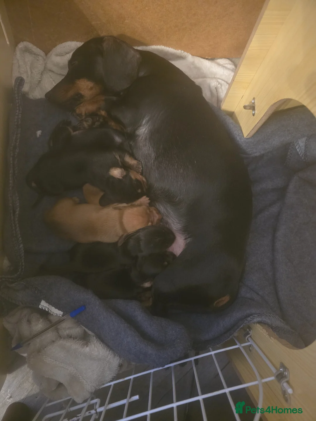 Miniature Dachshund dogs for sale: Minature Daschunds - Advert 12