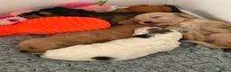 Australian Labradoodle dogs for sale: Update price and videos puppys ready 25/7 - Advert 4