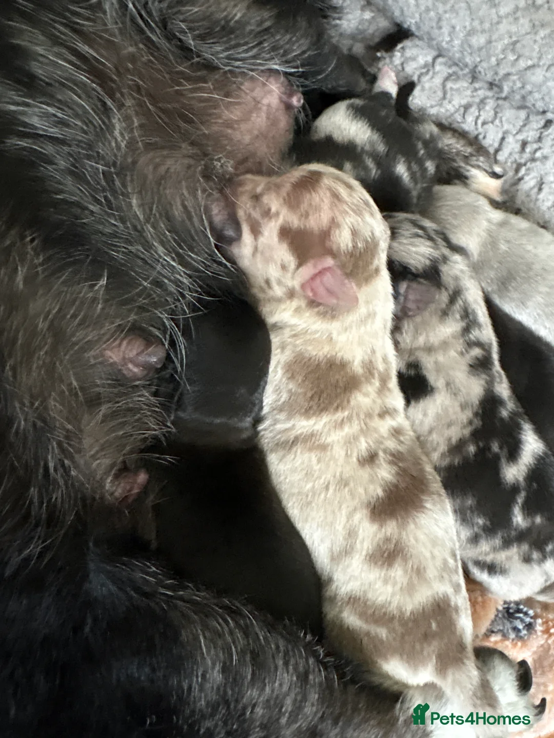 Chihuahua dogs for sale: 🐾 Stunning Chihuahua Puppies Available 🐾 - Advert 8