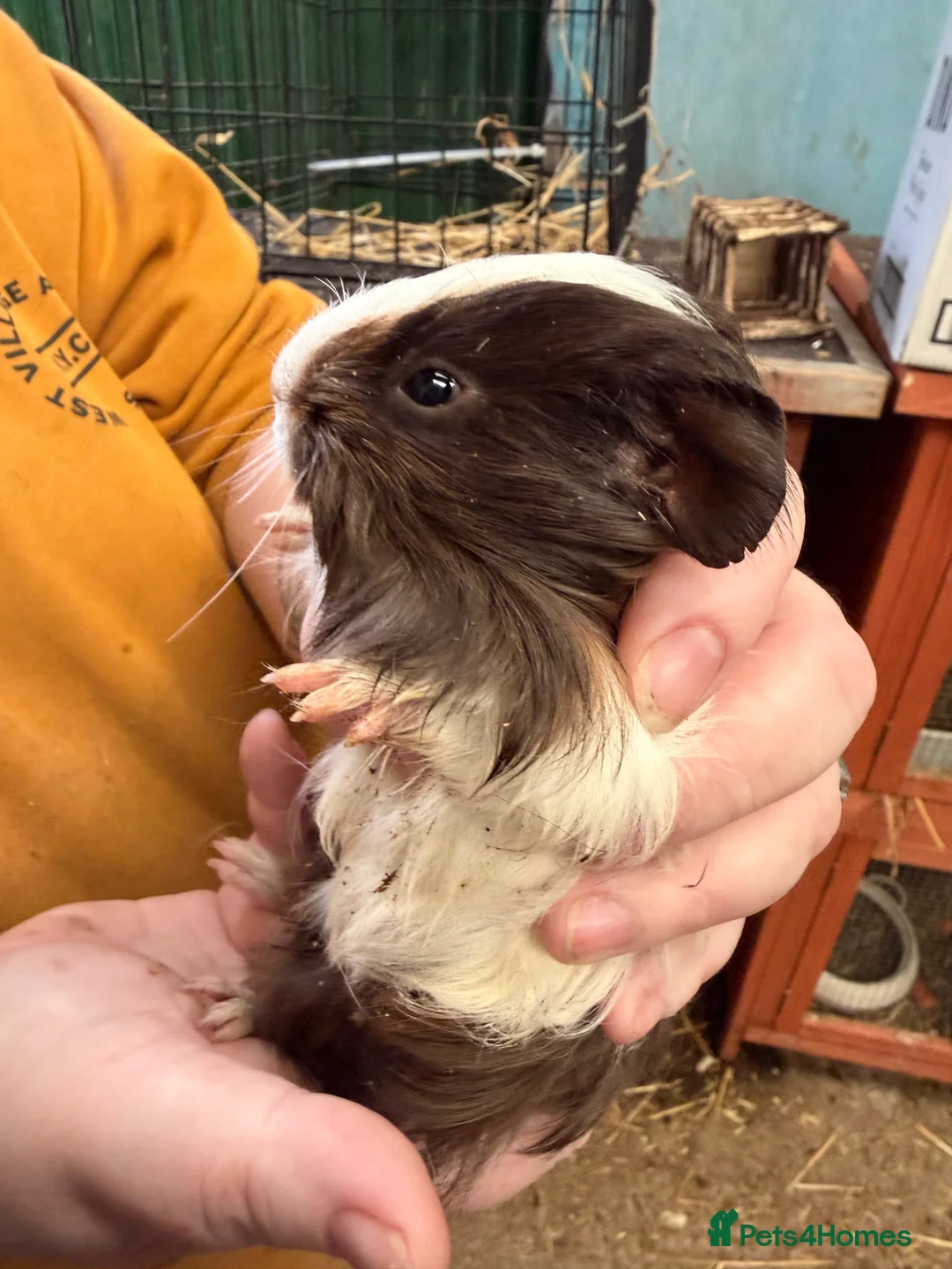 Guinea Pig rodents for sale: Baby female guinea pigs - Advert 2