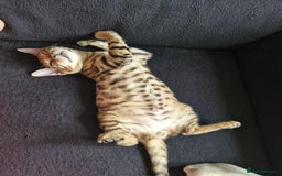 Bengal cats for sale: TICA Genetic & Health Tested Bengal Kitten Male - Image 1