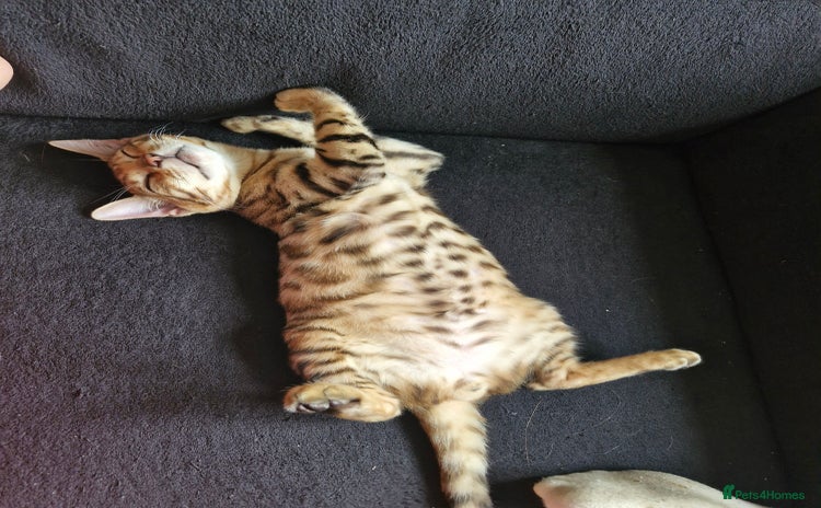 Bengal cats - Advert 3
