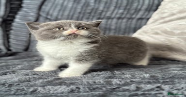 British Shorthair cats - Advert 16