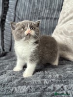 British Shorthair cats - Advert 16