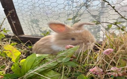 Angora rabbits for sale: Pedigree Full Faced & Maxi Faced English Angoras - Image 18
