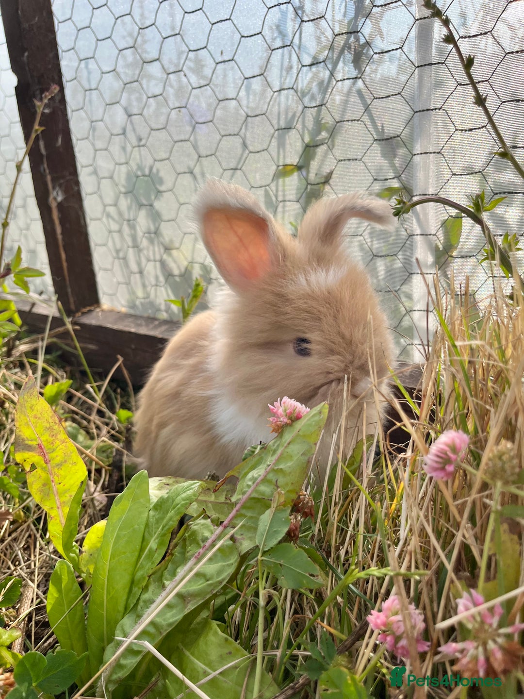 Angora rabbits for sale: Pedigree Full Faced & Maxi Faced English Angoras - Image 18
