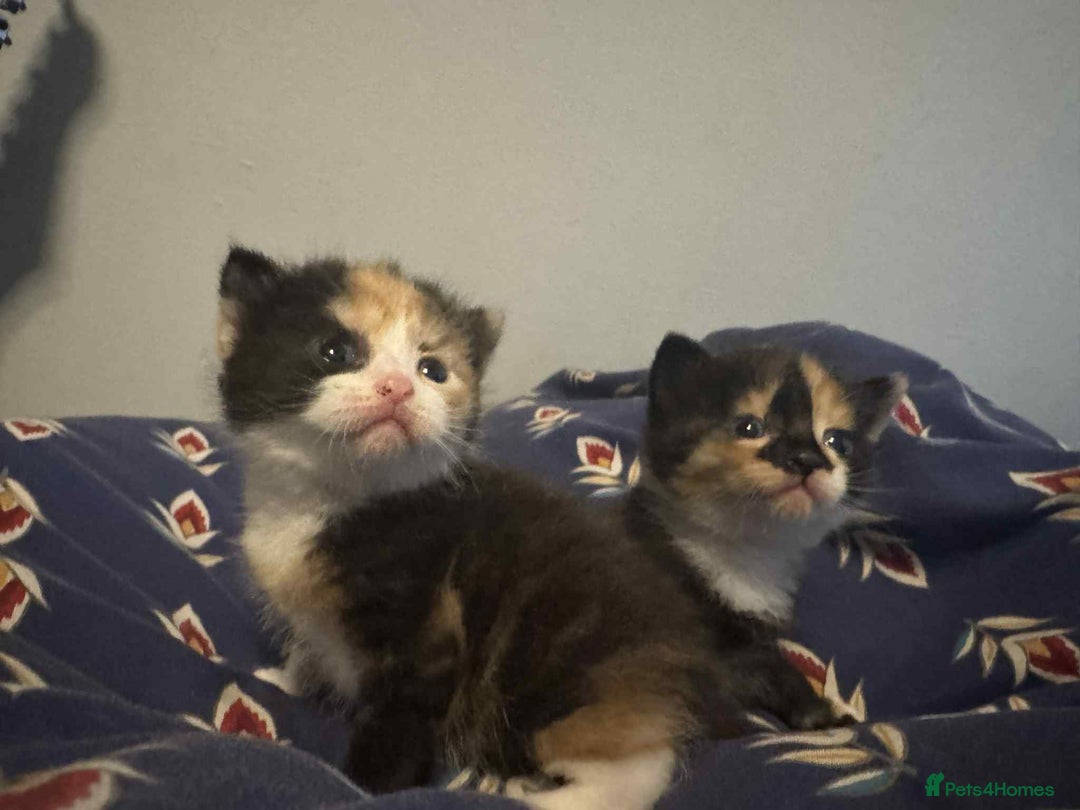 Mixed Breed cats for sale: Kittens  - Image 5