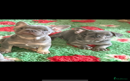 French Bulldog dogs for sale: Amazing Frenchies ready now.  - Image 10