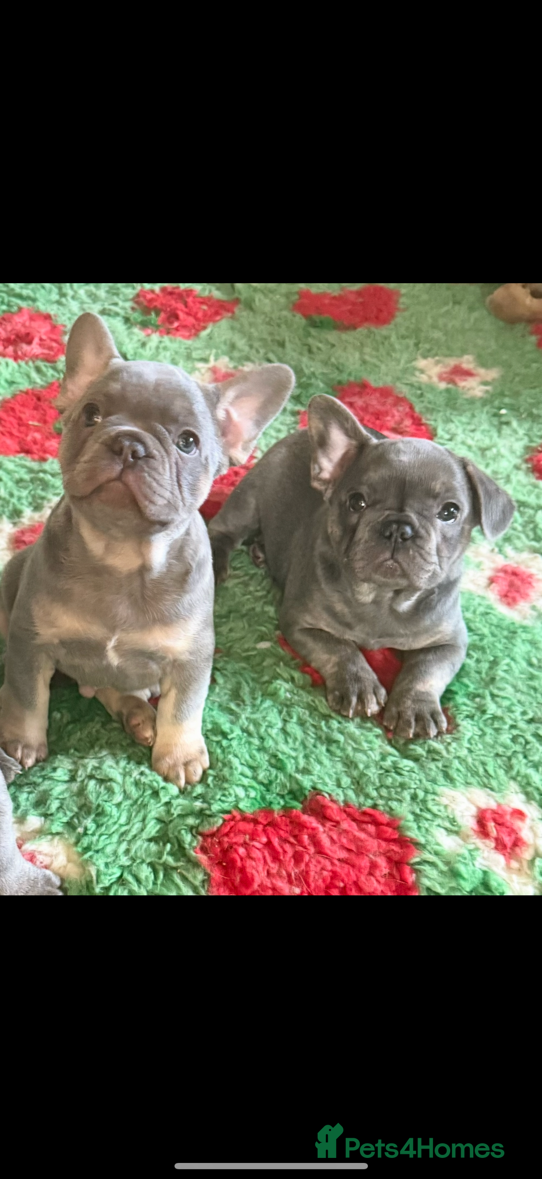 French Bulldog dogs for sale: Amazing Frenchies ready now.  - Image 10