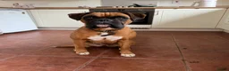 Boxer dogs for sale: 4 Boxer Puppies in Derby - Advert 1