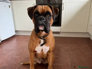 Boxer dogs 4 Boxer Puppies in Derby - Advert 2