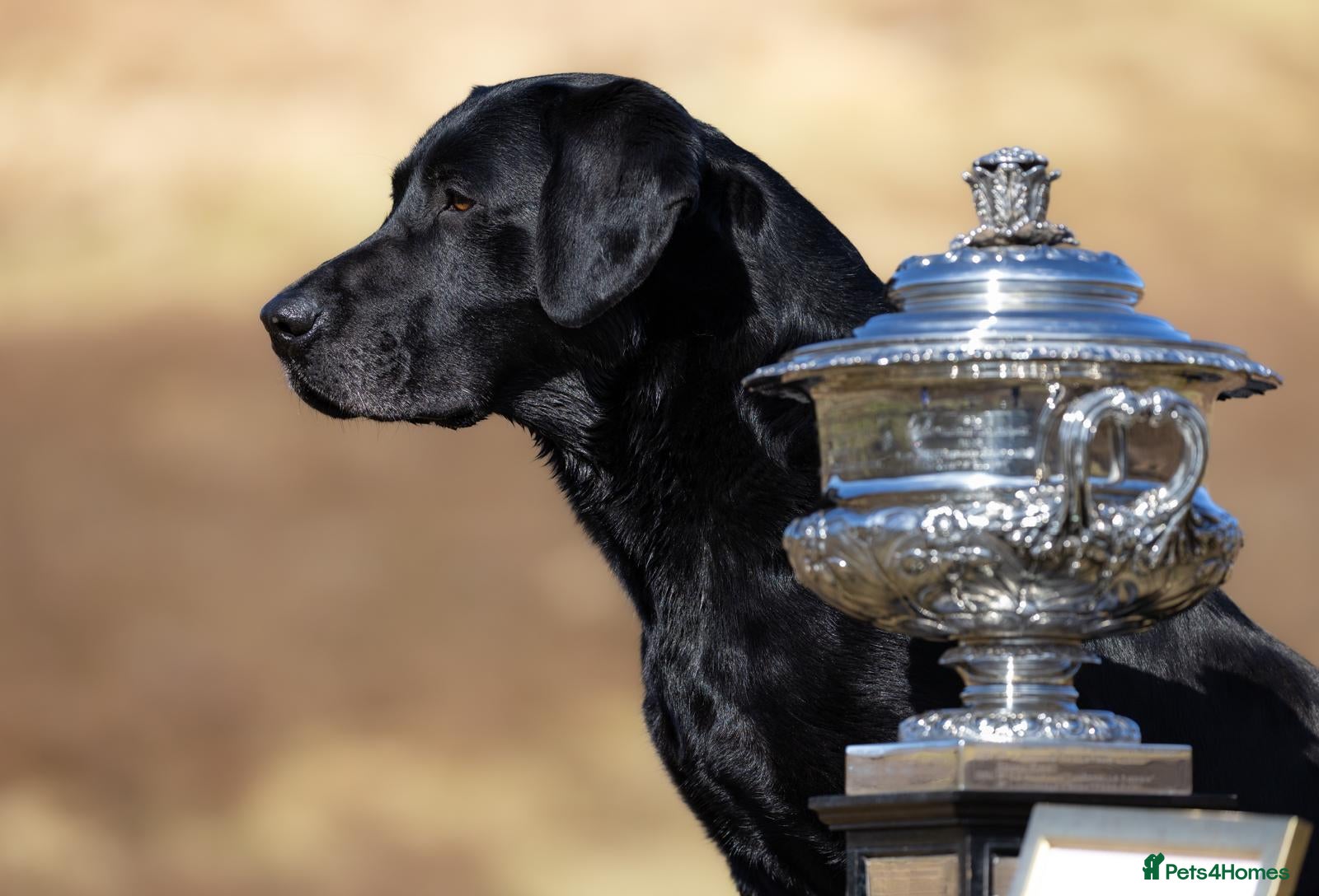 Labrador Retriever dogs for sale: Championship Winner FTCh Rustler Master puppies   - Advert 1