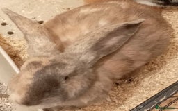 Continental Giant rabbits for sale: Continental giant - Image 8