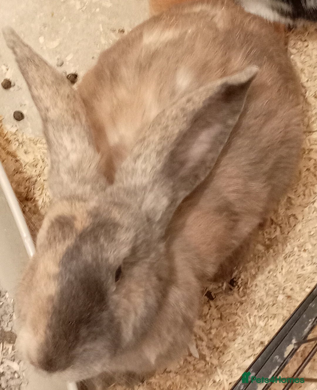 Continental Giant rabbits for sale: Continental giant - Image 8