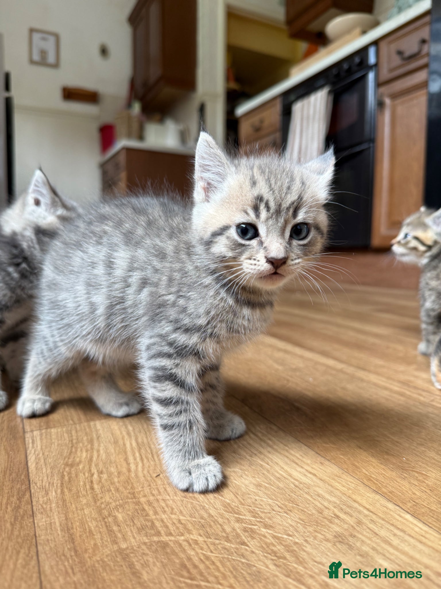 Mixed Breed cats for sale: 1 boy & 3 girl kittens 🐈🐾🩷🩵 - Advert 4
