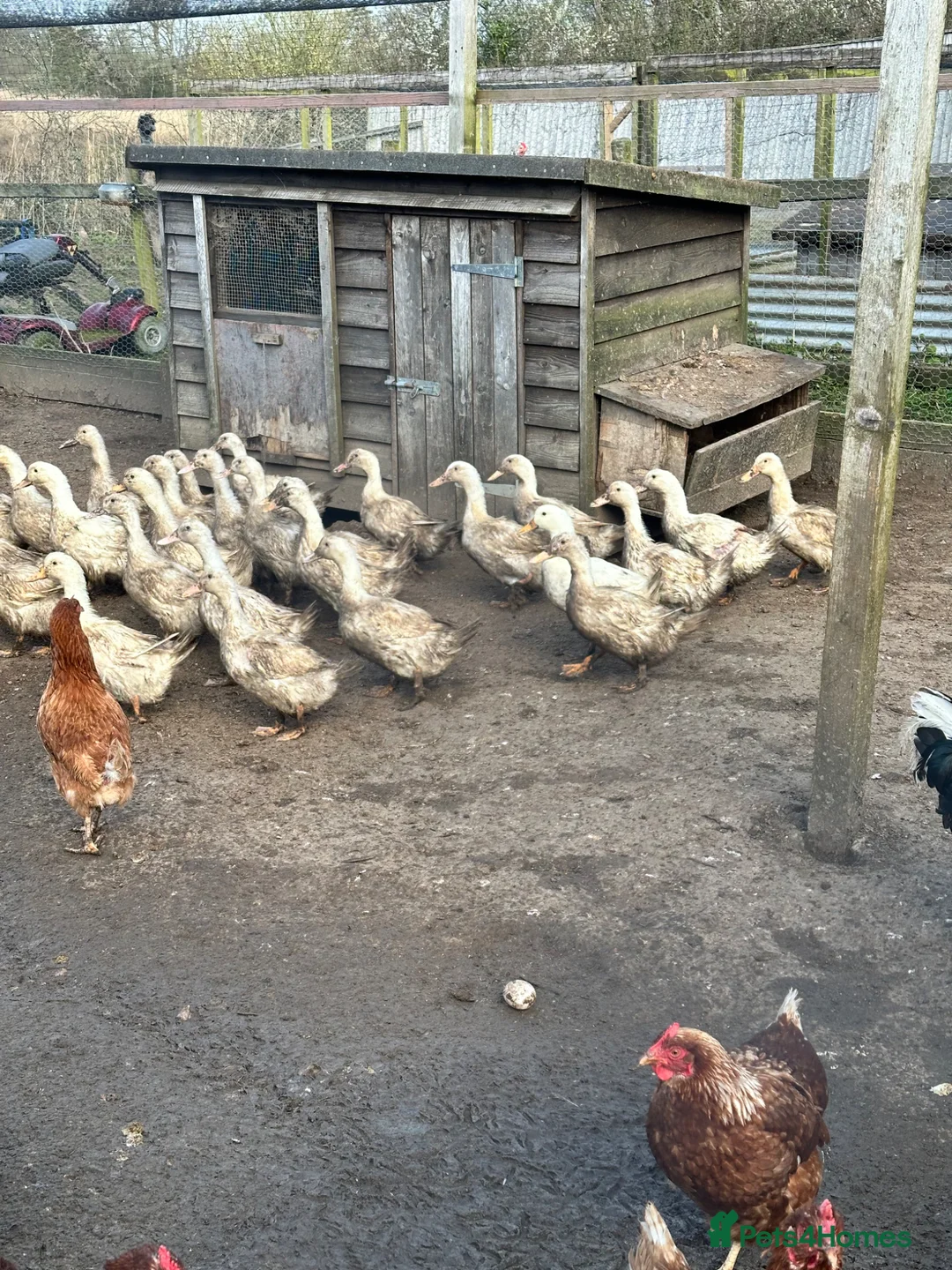 Ducks poultry for sale: Cherry valley female ducks  - Advert 1