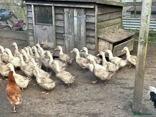 Ducks poultry Cherry valley female ducks - Advert 1