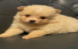 Pomeranian dogs for sale: Beautiful 🤩 Pomarenian puppies  - Image 12