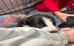 Mixed Breed dogs for sale: Beautiful whippet cross labrador(collie) puppies  - Image 12