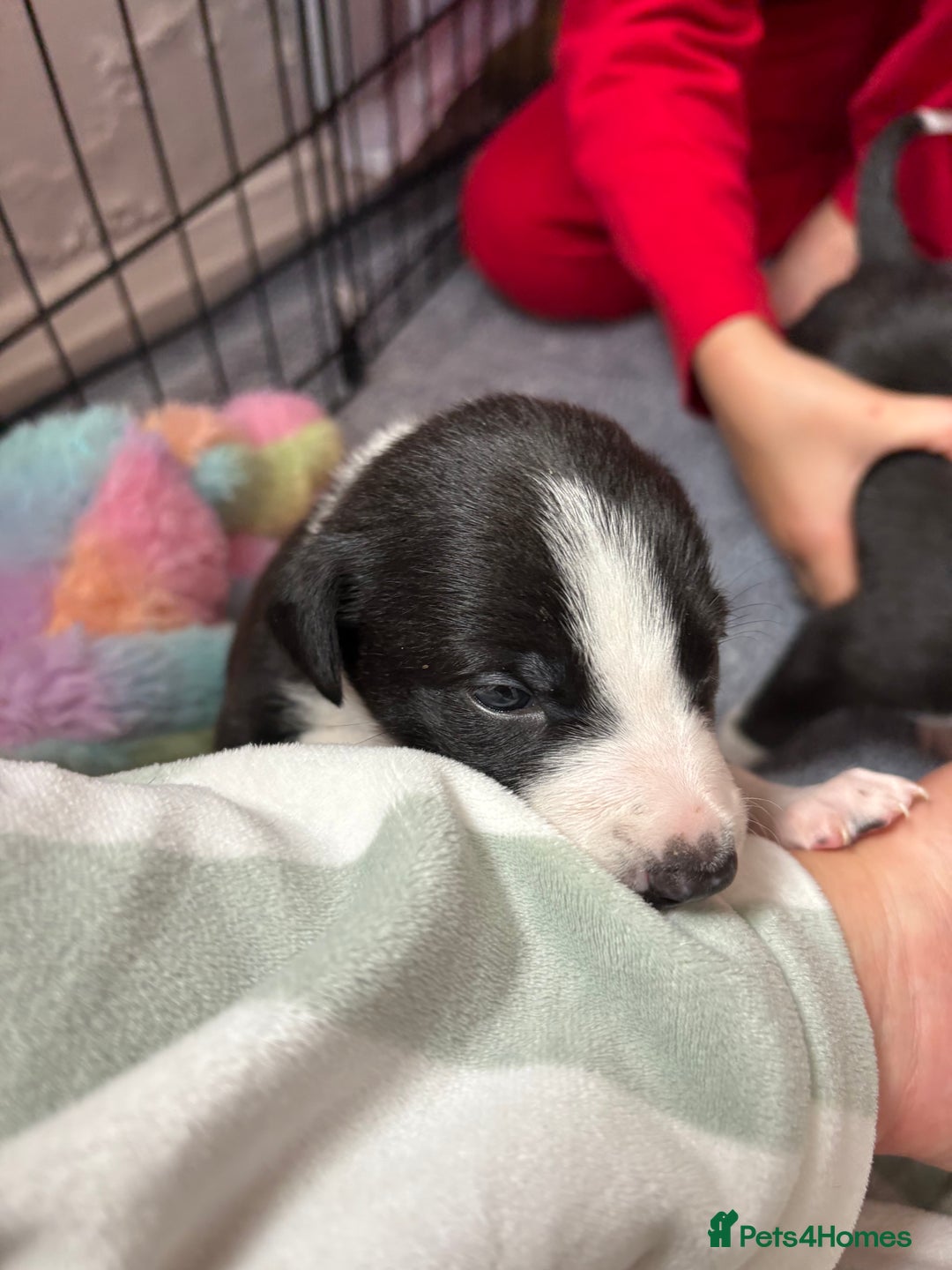 Mixed Breed dogs for sale: Beautiful whippet cross labrador(collie) puppies  - Image 12