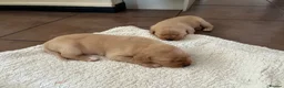 Labrador Retriever dogs for sale: Kc registered Labrador puppies in Sudbury - Advert 7