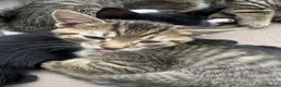 Mixed Breed cats for sale: 5 beautiful kittens  - Advert 2