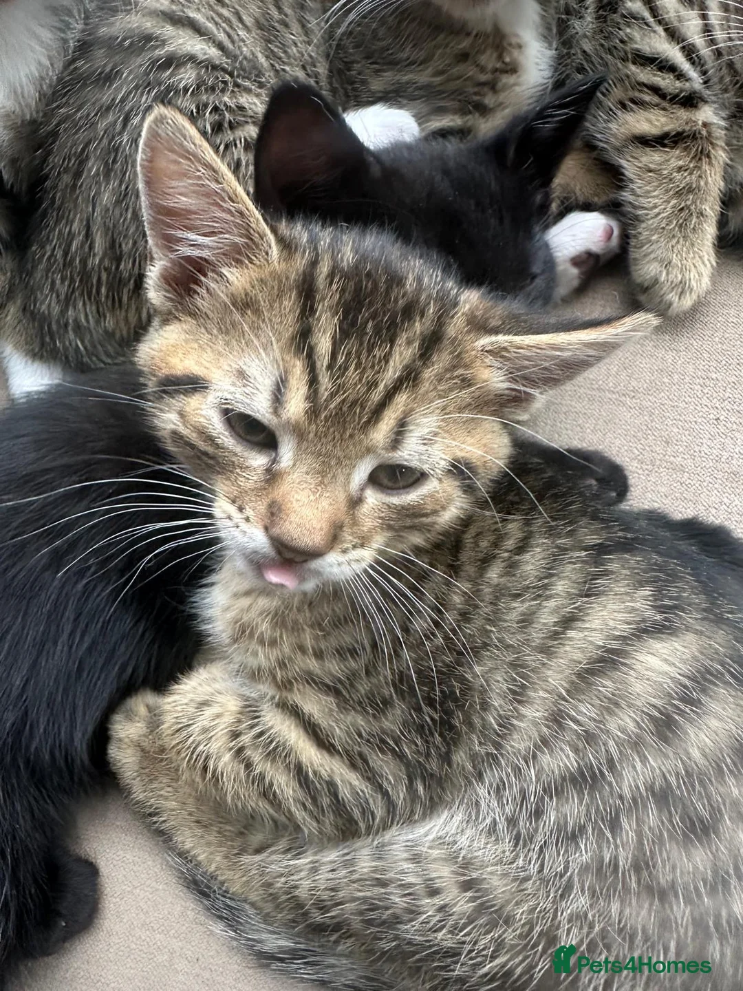 Mixed Breed cats for sale: 5 beautiful kittens  - Advert 2