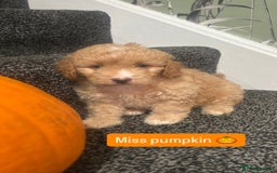 Cockapoo dogs for sale: Stunning toy cockapoo puppies  - Image 6
