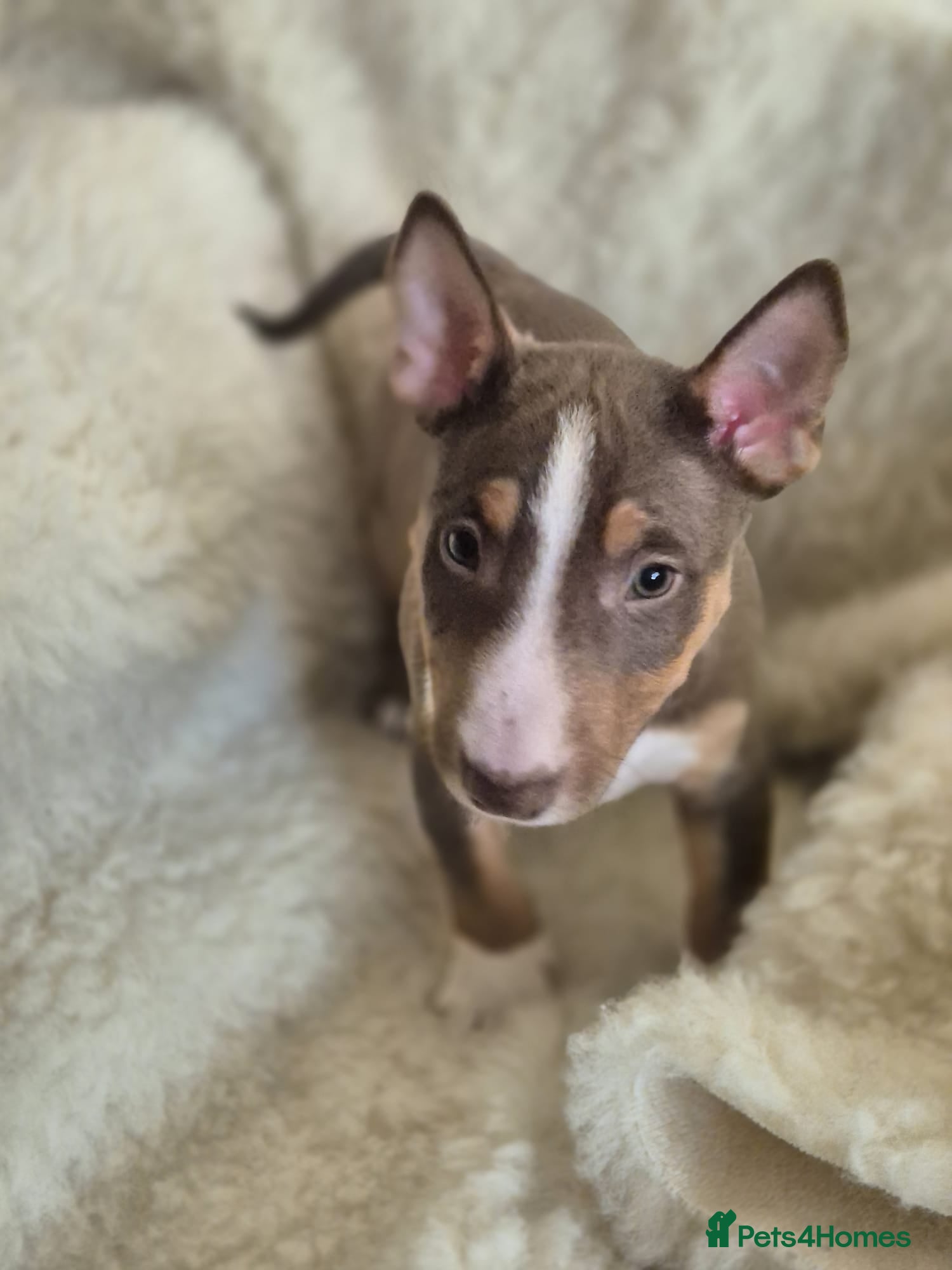 Miniature Bull terrier dogs 🐾 Exclusive Miniature Bull Terrier Puppies🐾  - Advert 1