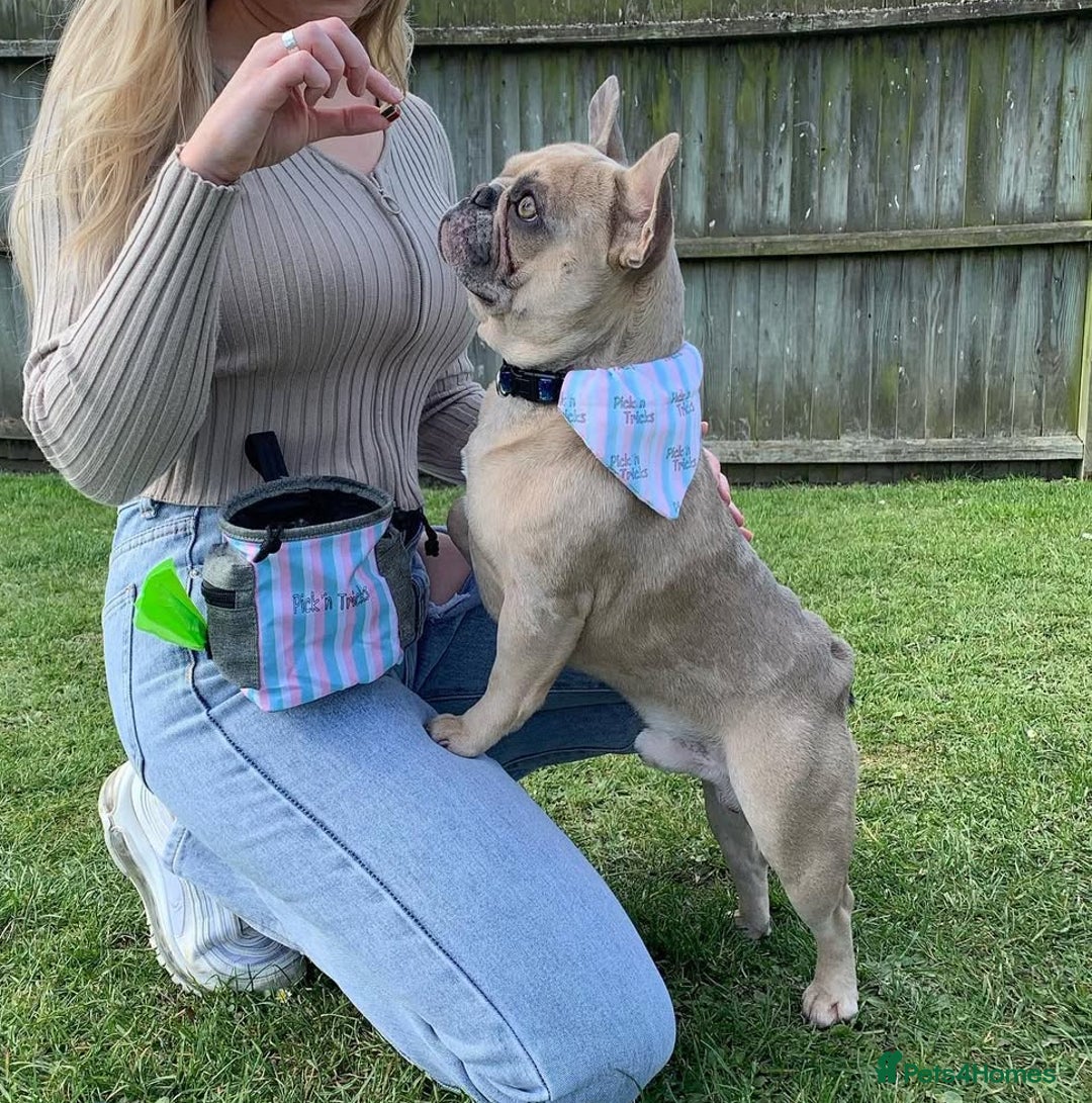 French Bulldog dogs for sale: Pablo - Advert 7