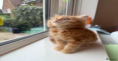 Persian cats - Advert 5