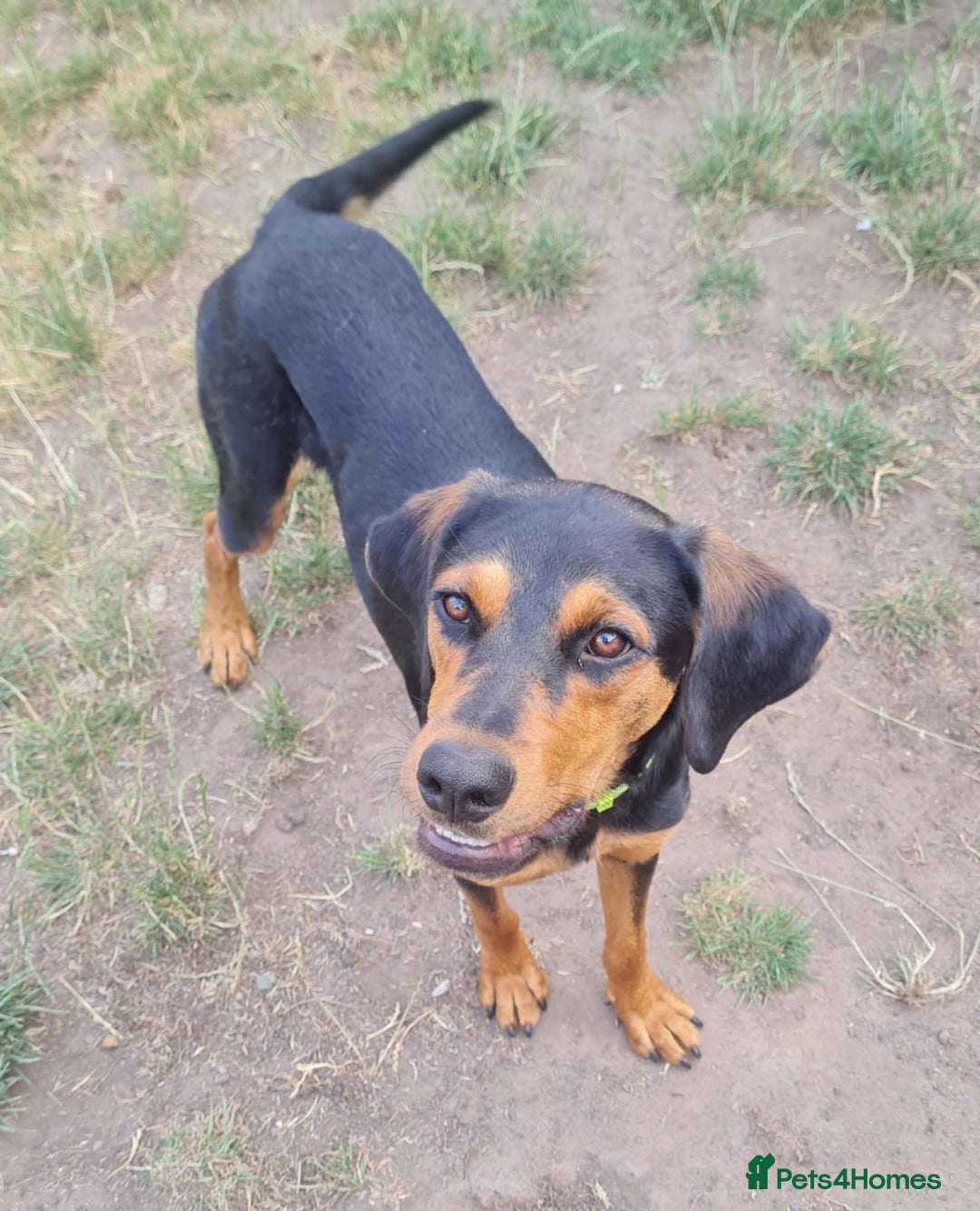 Mixed Breed dogs for adoption: Beautiful Aldo is ready for his forever sofa - Image 4