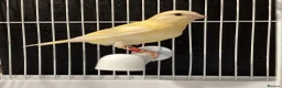 Canaries birds for sale: Domestic/Mosaic canaries available  - Advert 5