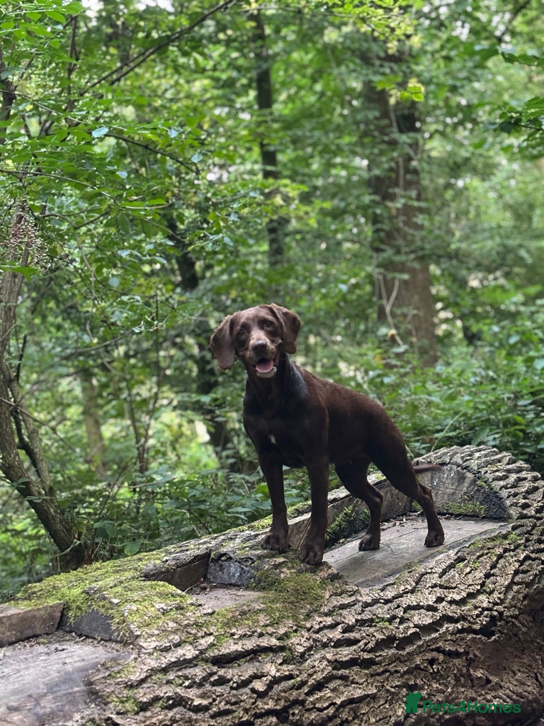 Springador dogs for sale: Springador Puppies - Advert 3