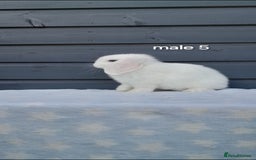Mini Lop rabbits for sale: Purebred minilops - Image 15
