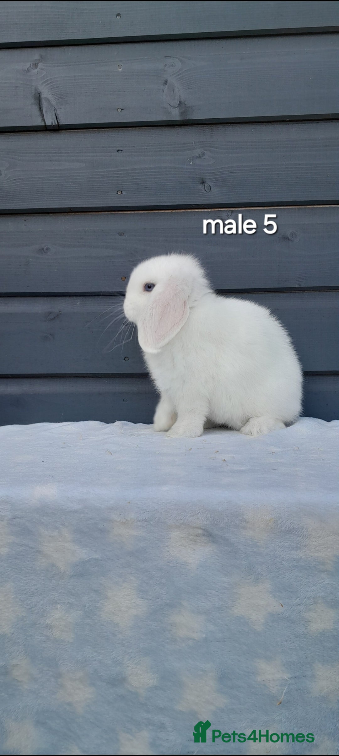 Mini Lop rabbits for sale: Purebred minilops - Image 15