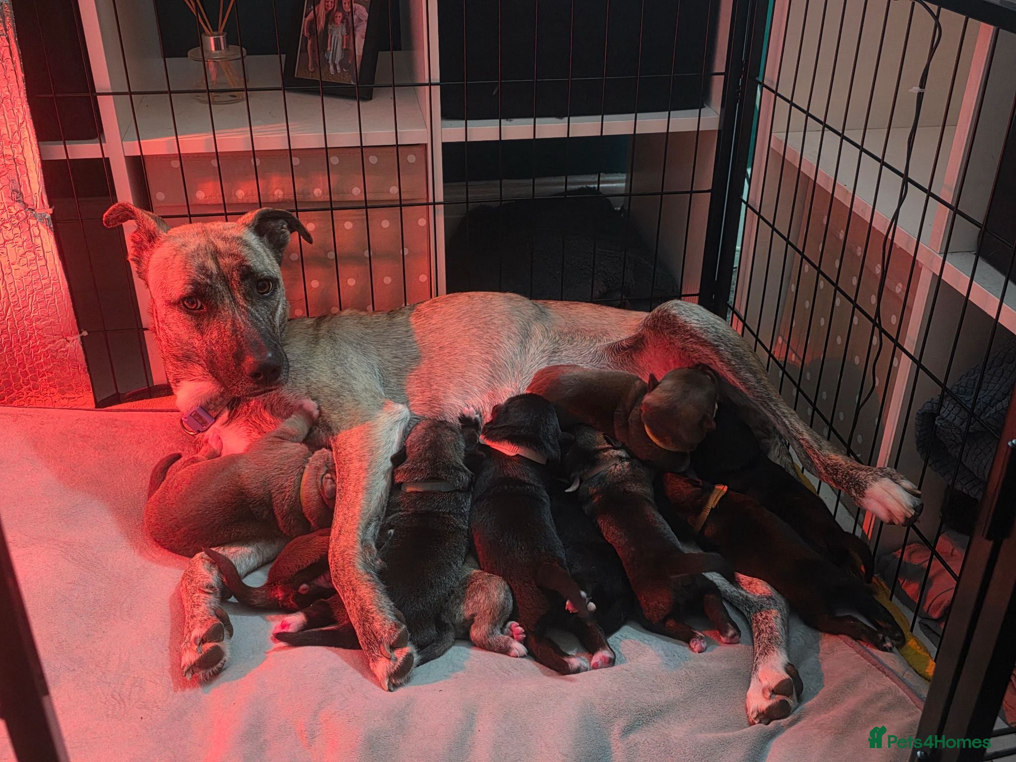 Mixed Breed dogs Husky cross staffy puppies  - Advert 1