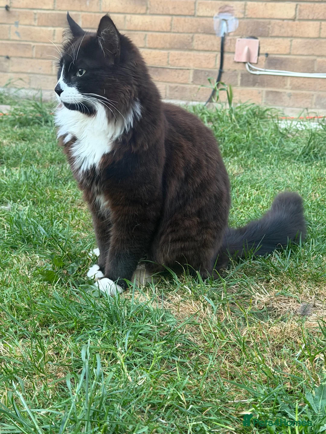 British Shorthair cats for sale: Button: The Tuxedo Cat with a Puppy Face - Advert 1